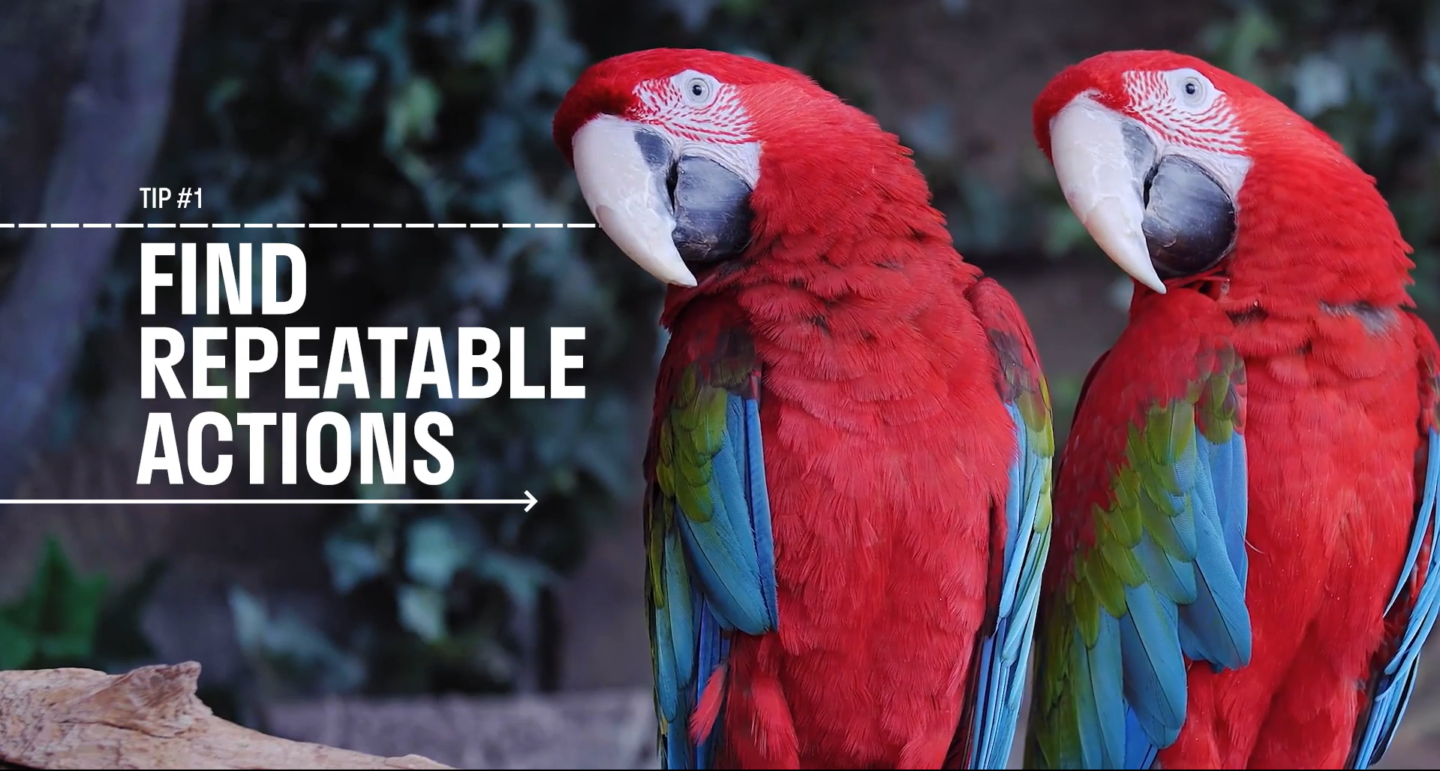 Image of two parrots with white text that reads Tip 1 Find Repeatable Actions. How to scale up video production so you can make more content.